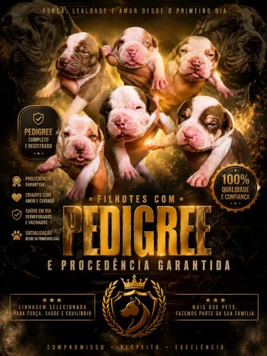 Pitbull
