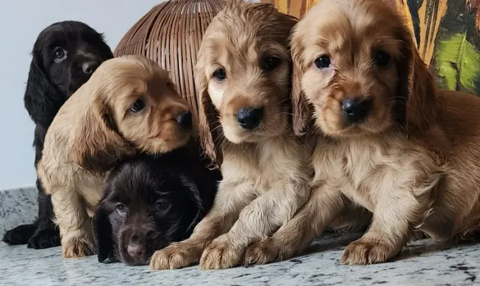 Cocker - Lindos Filhotes Com Pedigree!!