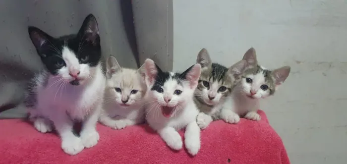 Doação de gatinhos
