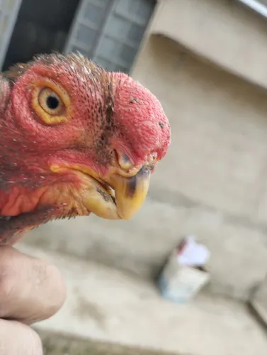 Frango bico curto