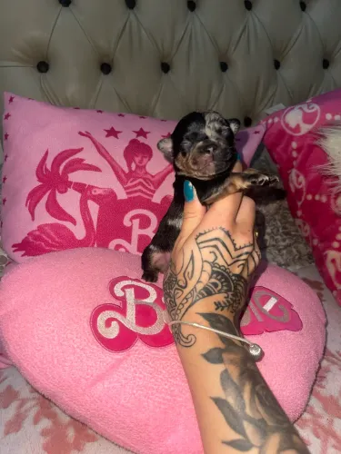 Chihuahua para reserva