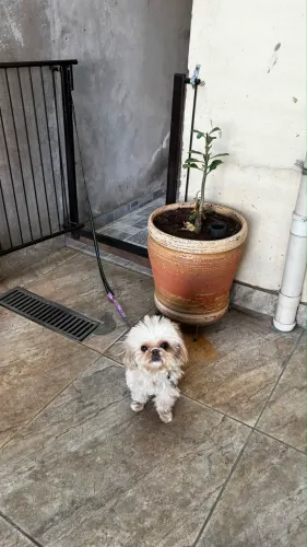 Shitzu para adoção