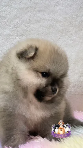Spitz Alemão com pedigree