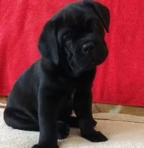 Cane Corso