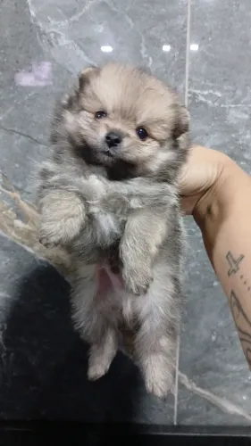 Spitz alemão macho minusculoo
