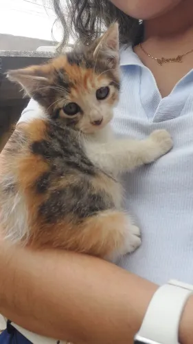 Doação de Gatinhos