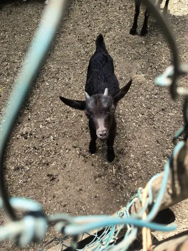 Mini cabrito filhote