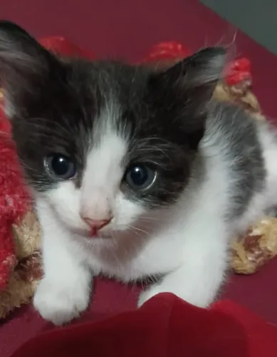 Gata fêmea