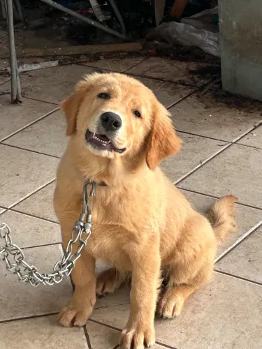 Doaçao de Golden