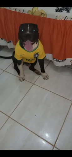 Pit Bull american staffordshire 