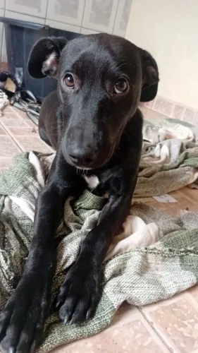 Doação de cachorro vira-lata