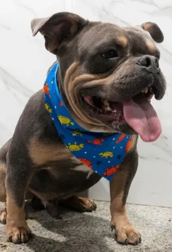 American Bully pocket Tri choco