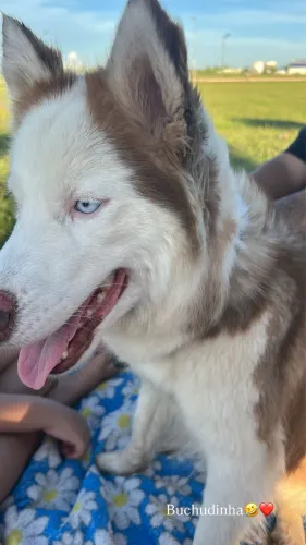 Husky siberiano macho 