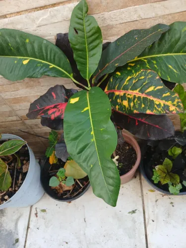 Plantas e folhagens