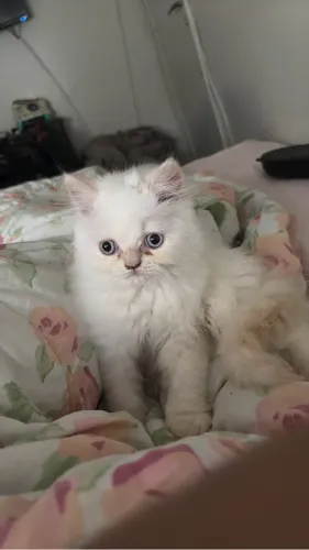 Gato persa Himalaio Red Point com pedigree 3 meses