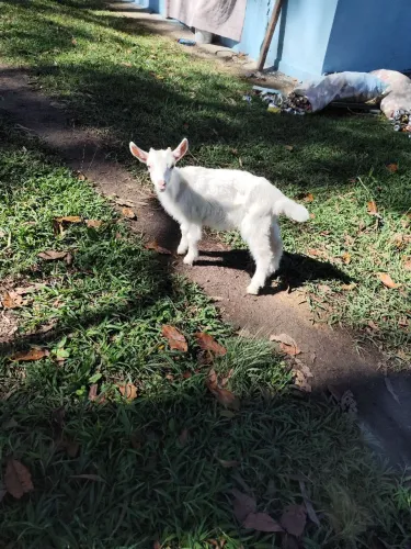 Vendo ou troco por frangos