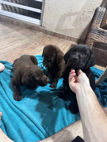 Filhotes de Labrador Retriever