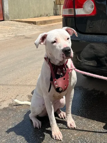 Pitbull com starfordshire pra doação