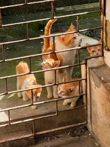 Doação de Animais