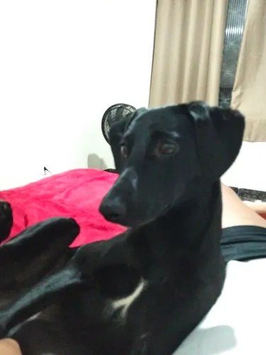 Adoção responsável / doação 