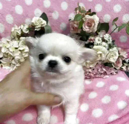 Bebezinho Chihuahua dócil e super amigável com contrato