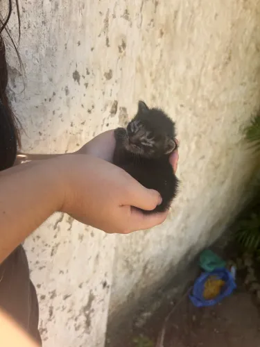 Doação de gato