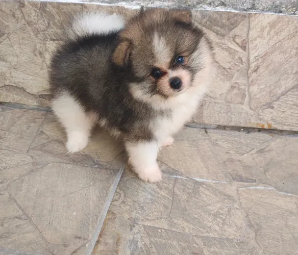 Machinho Spitz Alemão Lulu da Pomerânia filhote
