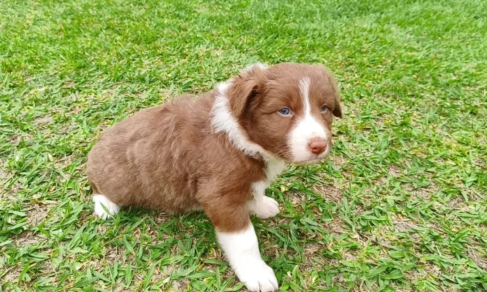 Border collie filhotes lindos