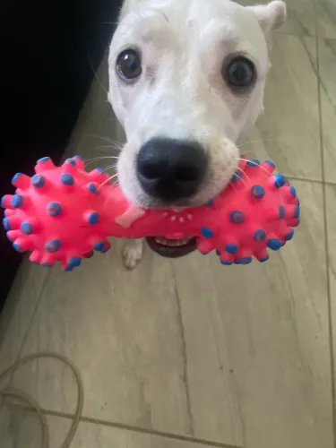 Cadela para adoção 