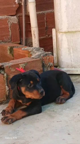 Cachorro