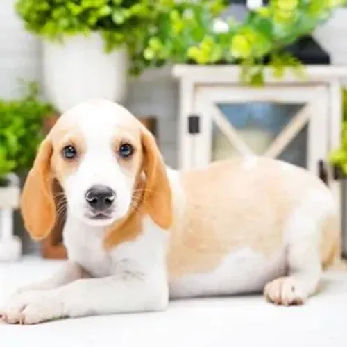Sua casa nunca mais terá um dia sem graça com um Beagle 