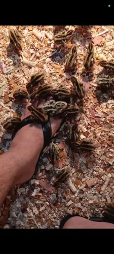 Pintinhos de codorna gigante 
