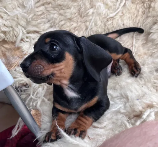 Filhotes dachshund (Machos)