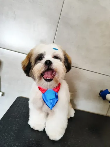 shih tzu 5 meses