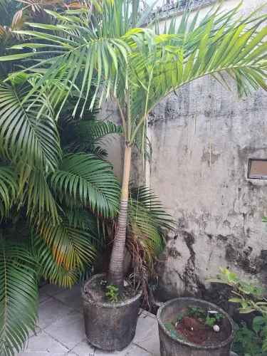 Palmeira Imperial ( 2 metros / Acompanha Vaso) 