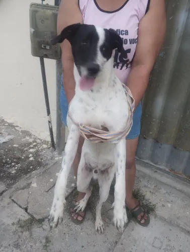 Cachorro para adoção 