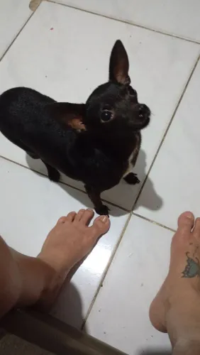 Troco ou vendo pincher fêmea 