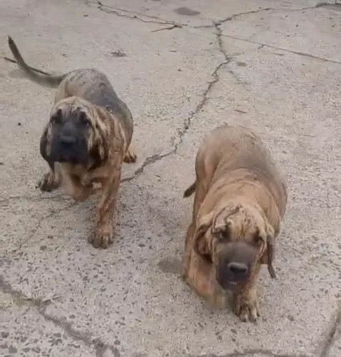 Filhote de Fila Brasileiro 