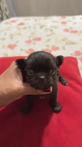 Chihuahua Pelo Longo Chocodark 