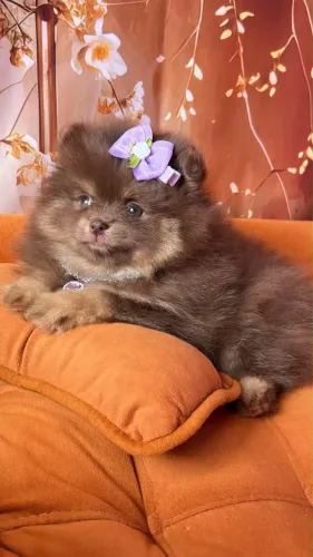 Fêmea Chocolate And Tan - Spitz Alemão / Lulu da Pomerânia