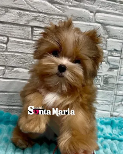 Femea filhote maravilhosa Yorkshire Terrier GoldDust micro miniatura adestrada pedigree