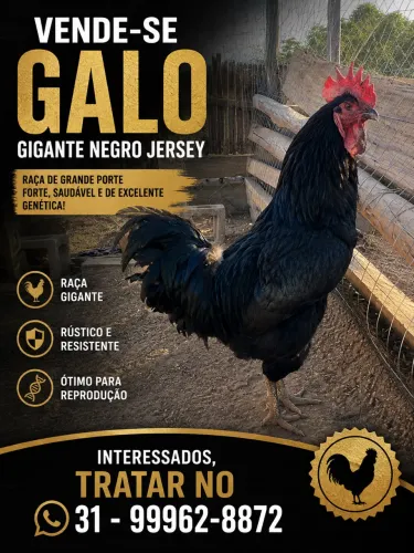GALO GIGANTE NEGRO DE JERSEY