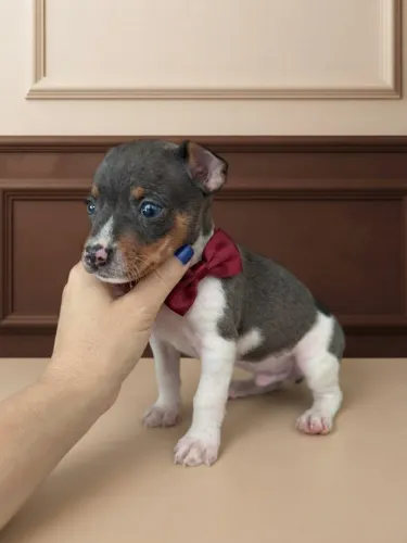 Pinscher Menino Fofo que Vai Conquistar Você