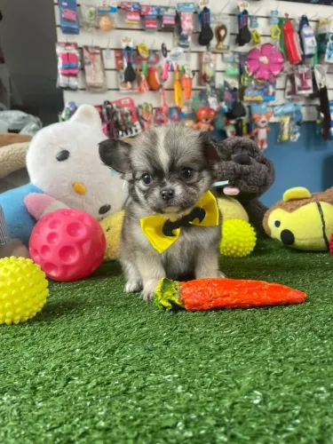 Filhote de Chihuahua macho disponível 