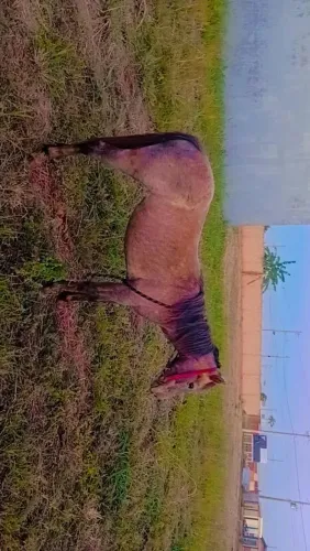 Potra vai fazer 2 anos pra negócio 7.8 tortilha quarto de milha