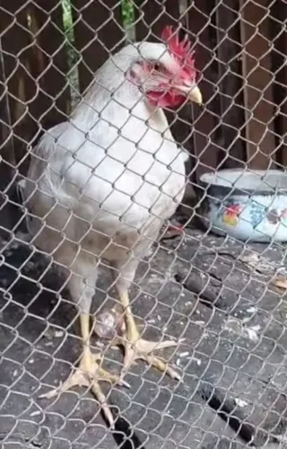 3 Meses - Galo na ponta aguda (Blumenau)