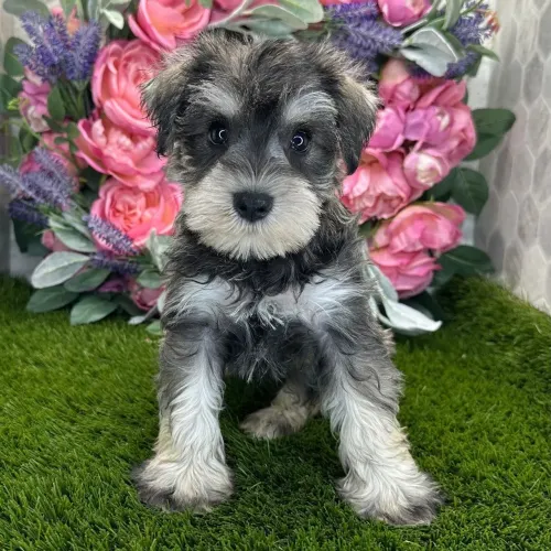 Schnauzer Miniatura: Aquele barbudinho que vai acompanhar cada passo seu.