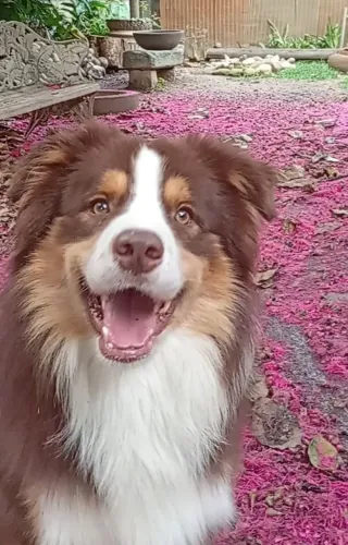 Border Collie - maravilhosos filhotes