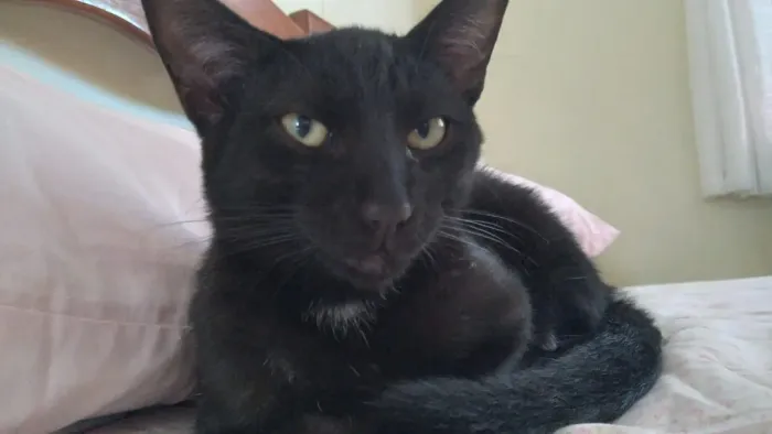 Gatos pra doacao
