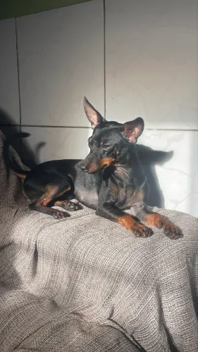 Pinscher para doação